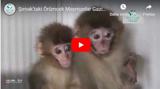 Şırnak’taki Örümcek Maymunlar Gaziantep’e gönderildi