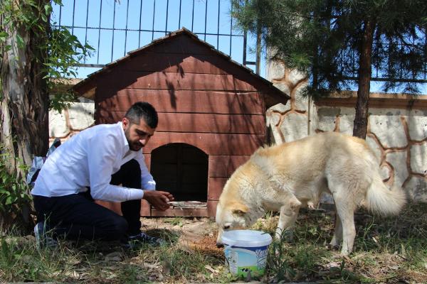 Cizre’de servis şoförünün sokak hayvanlarıyla dostluğu