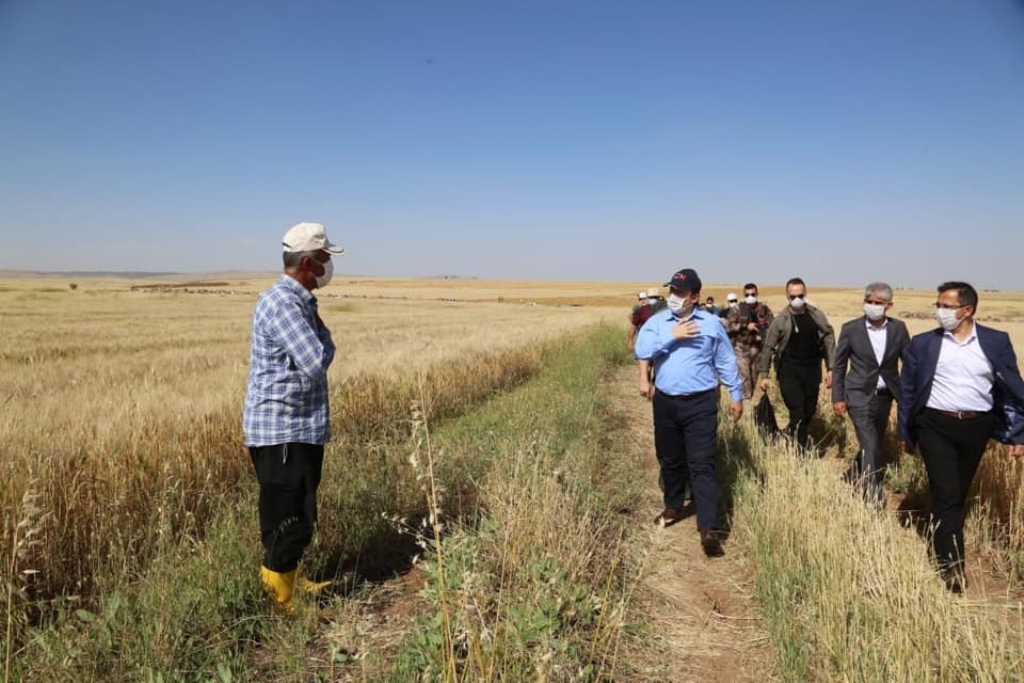 Vali Pehlivan, Buğday Hasat bayramına katıldı