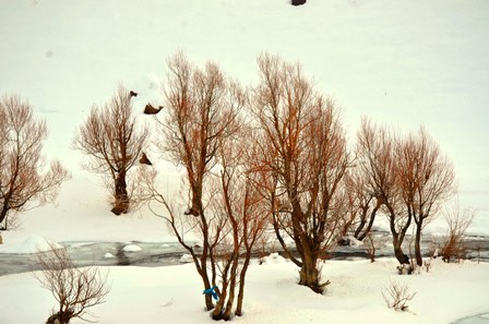 Sıcaklık eksi 20’ye düştü ağaçlar buz tuttu