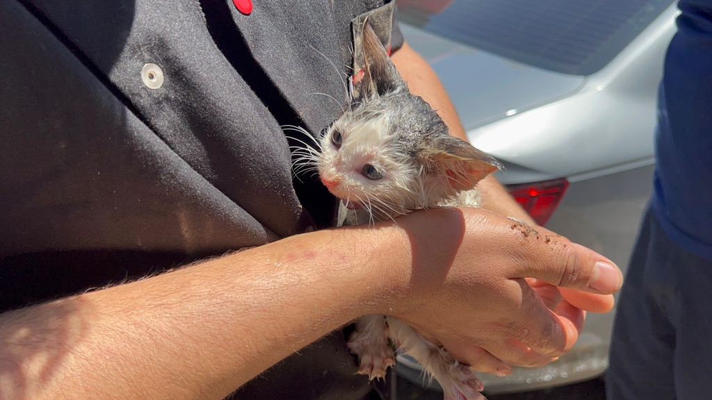 Silopi&rsquo;de ara&ccedil; motorunda s&inodot;k&inodot;&scedil;an kedi i&ccedil;in kurtarma operasyonu